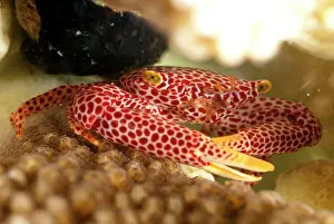 Sipadan: Red-spotted Guard Crab
