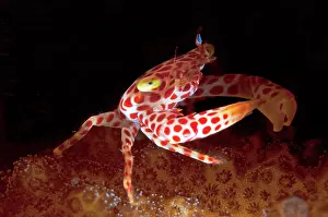 Decopod: Red-spotted Guard Crab