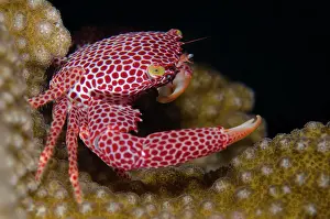 Decopod: Red-spotted Guard Crab
