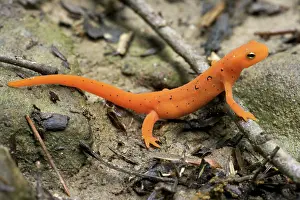 Viridescens: Red-spotted Newt