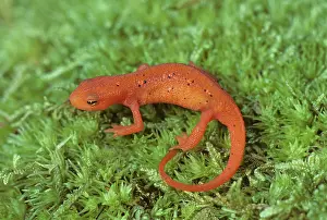 Viridescens: Red Spotted Newt
