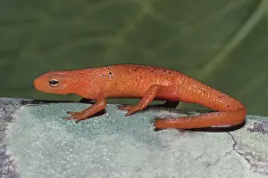 Viridescens: Red Spotted Newt