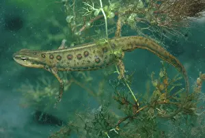 Redspotted: Red-spotted Newt