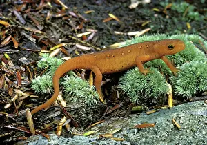 Viridescens: Red-Spotted Newt
