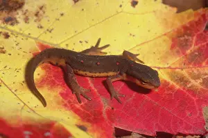Redspotted: Red-spotted Newt