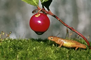 Viridescens: Red Spotted Newt
