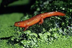Viridescens: Red-Spotted Newt