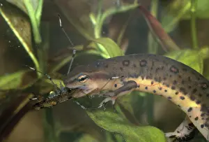 Redspotted: Red-spotted Newt Eating Insect