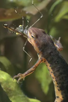 Redspotted: Red-spotted Newt Eating Insect