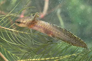 Redspotted: Red-spotted Newt Larva
