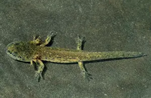 Viridescens: Red-Spotted Newt Larva