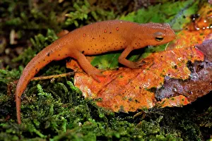 Viridescens: Red-spotted newt Red eft (terrestrial phase)