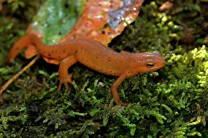 Viridescens: Red-spotted Newt Red Eft (terrestrial phase)