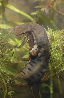 Redspotted: Red-spotted Newts