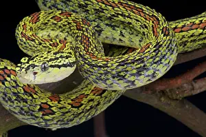 Shaanxi: Red spotted pitviper (Protobothrops jerdoni xanthomelas)