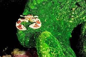 Porcelain: Red-spotted porcelain crab on Adhesive sea anemone