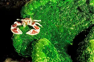Porcelain: Red-spotted porcelain crab on Adhesive sea anemone