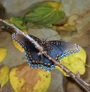 Redspotted: Red-spotted Purple Butterfly