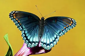 Arthemis: Red-Spotted Purple Butterfly