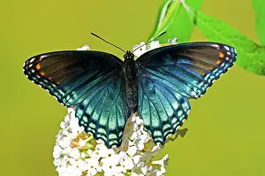 Arthemis: Red-Spotted Purple Butterfly