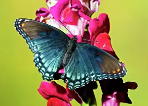 Arthemis: Red-Spotted Purple Butterfly