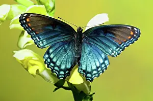 Arthemis: Red Spotted Purple Butterfly
