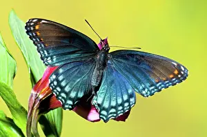 Arthemis: Red Spotted Purple Butterfly