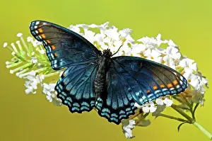 Arthemis: Red Spotted Purple Butterfly
