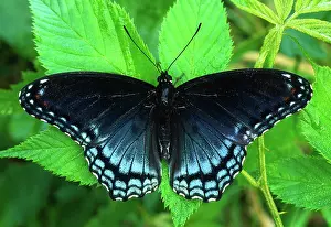 Nymphalid: Red-spotted Purple Butterfly