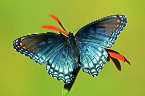 Mimicry: Red Spotted Purple Butterfly