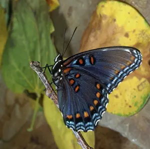 Redspotted: Red-spotted Purple Butterfly