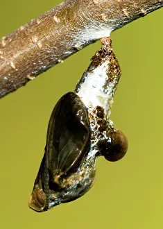 Arthemis: Red-Spotted Purple Butterfly Chrysalis
