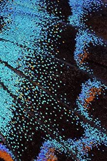 Arthemis: Red-spotted purple butterfly, Limenitis arthemis