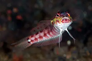 Parapercis: Red-spotted Sandperch