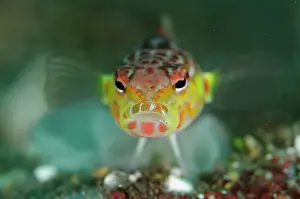 Seraya: Red-spotted Sandperch