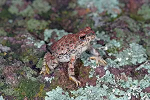 Punctatus: Red-spotted Toad