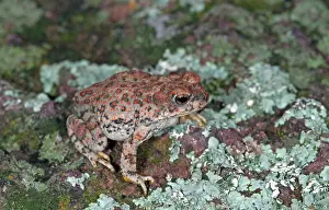 Punctatus: Red-spotted Toad