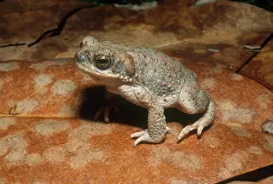 Punctatus: Red-spotted Toad