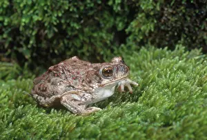 Punctatus: Red-spotted Toad