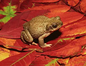 Punctatus: Red-spotted Toad