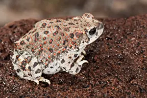Punctatus: Red-spotted Toad