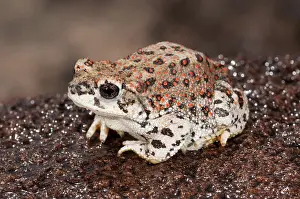 Punctatus: Red-spotted Toad