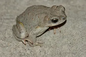 Punctatus: Red-spotted Toad (Bufo punctatus)