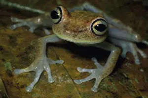 Punctata: Red-spotted Treefrog