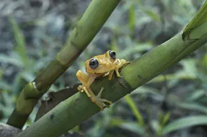 Treefrog: Red-spotted Treefrog