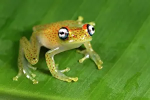 Andasibe: Red-spotted treefrog (Boophis tasymena), Andasibe