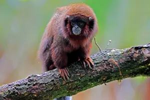 Moloch: Red spring monkey (Callicebus moloch), adult