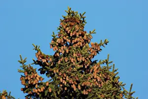Spruces: Red spruce