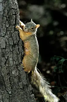 Tamiasciurus: Red Squirrel