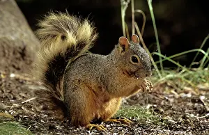 Tamiasciurus: Red Squirrel